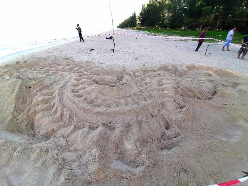 มีเฮ! แม่เต่ามะเฟืองวางไข่เพิ่ม หาดท้ายเหมือง พังงา | The Thaiger
