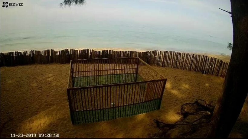 มีเฮ! แม่เต่ามะเฟืองวางไข่เพิ่ม หาดท้ายเหมือง พังงา | News by The Thaiger