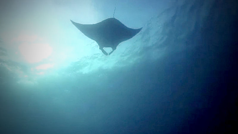 Rare sighting of 5 metre manta ray in Similan Islands