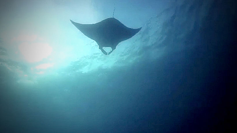 Rare giant manta ray sighted off Phang Nga