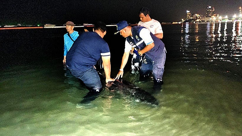 It was THAT big! Pattaya fisherman snares a REALLY big sea mammal.