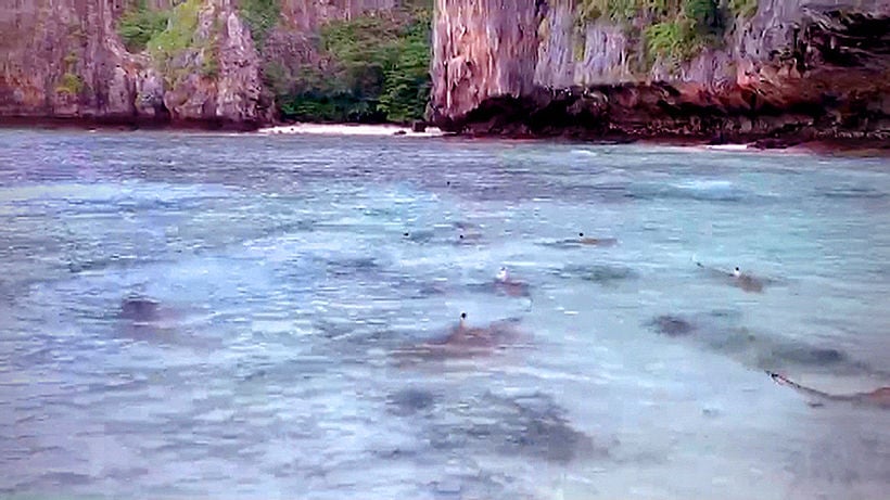 10+ Blacktip reef sharks flock to Maya Bay for breeding season – VIDEO