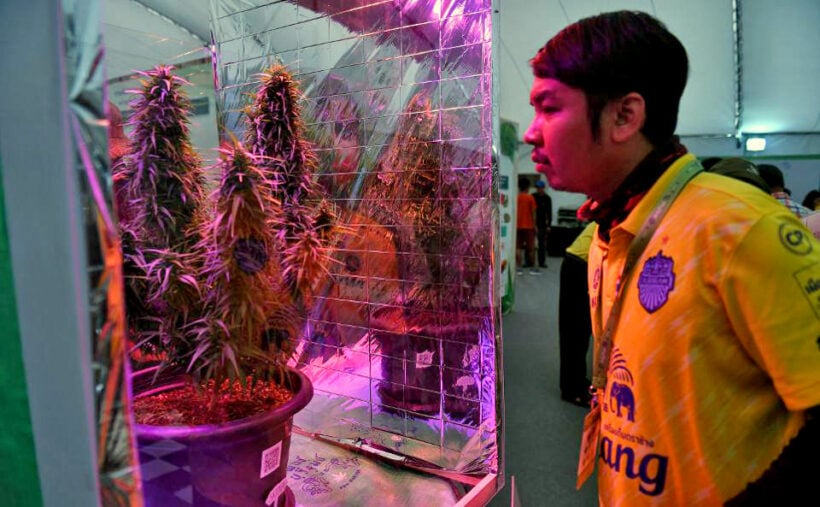 Thai government might buy private pot – Health Minister