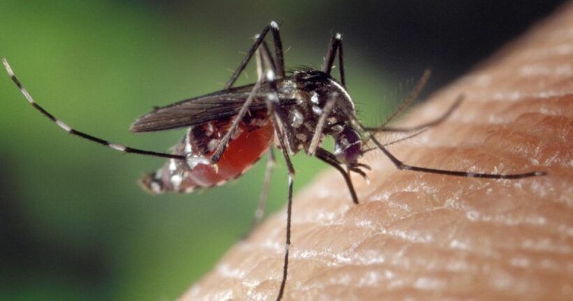 Sexually transmitted dengue case reported in Spain