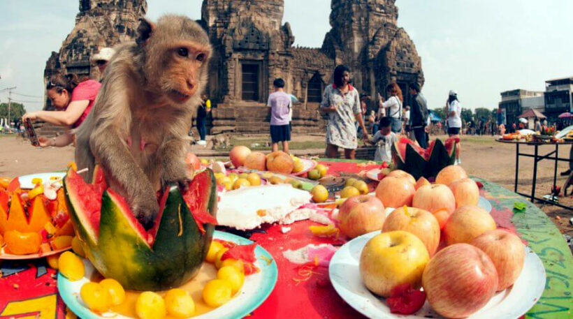 Gin khao! Annual monkey buffet in Lopburi Province