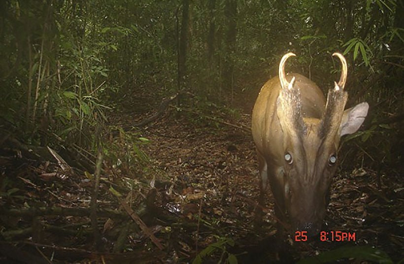 More rare and endangered species found in southern Thailand