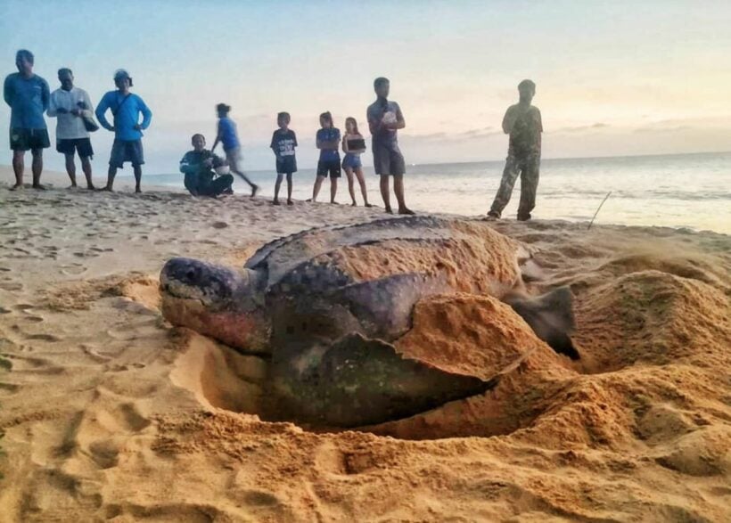 Another leatherback sea turtle lays eggs in Phang Nga