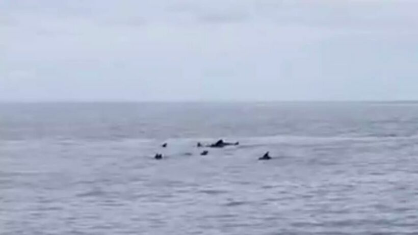 พบฝูงโลมากว่า 30 ตัว โผล่จุดดำน้ำ ‘เรือจมบุญสูง’ ที่พังงา | News by The Thaiger