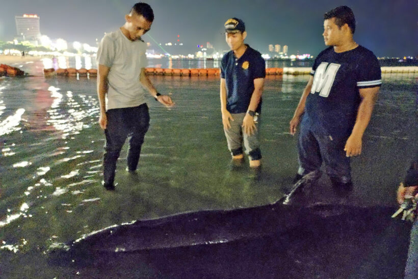 ‘False killer whale’ rescued after being washed ashore in Pattaya