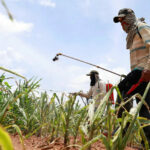 No reversal of glyphosate ban says minister | Thaiger