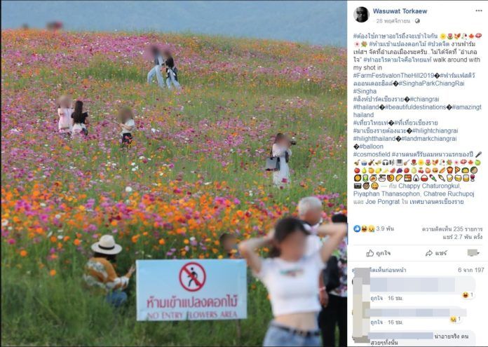 ป้ายไร้ความหมาย นักท่องเที่ยวฝ่าฝืน ย่ำทุ่งดอกไม้เพื่อถ่ายรูป | The Thaiger
