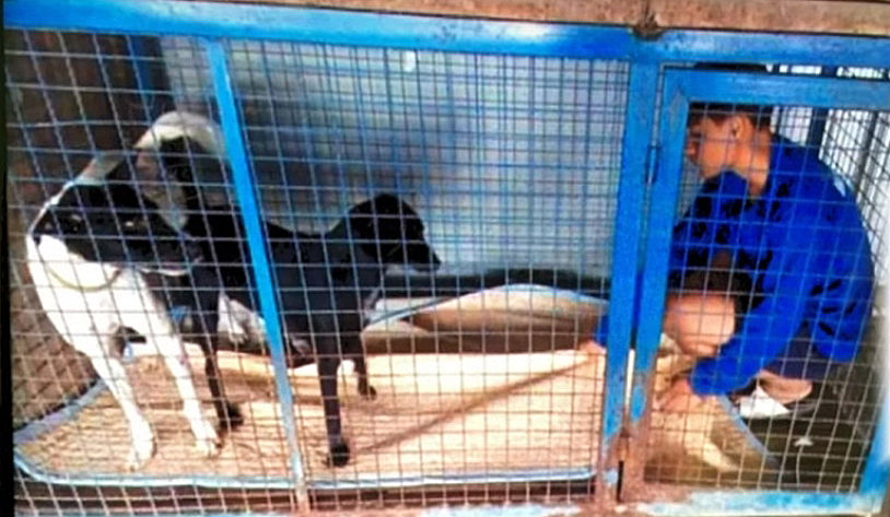 Workers at Buriram dog shelter complain of being forced to stay in cages