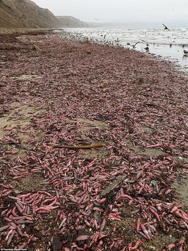 Có gì đặc biệt ở cá dương vật xâm chiếm bãi biển California? | News by Thaiger