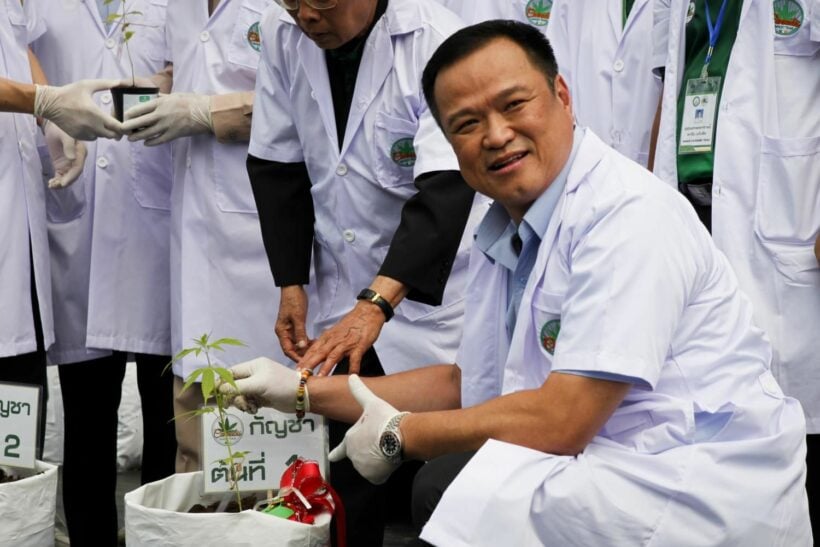 Health Minister proposes Thai farmers to grow cannabis as preferred crop