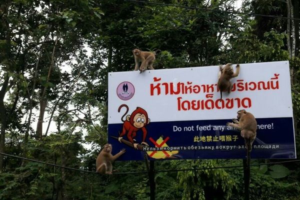 นักท่องเที่ยวเลือดอาบ หลังให้อาหารลิงเขาโต๊ะแซะ ภูเก็ต คาดทำผิดวิธี | The Thaiger