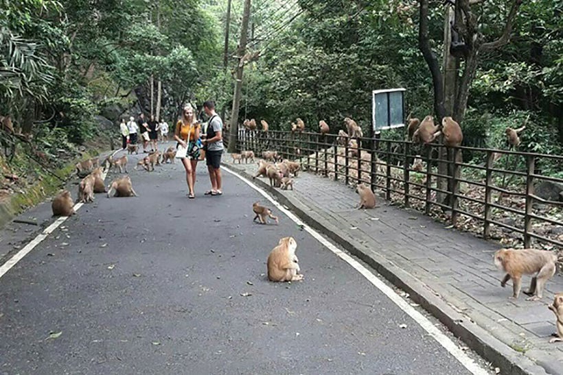 Russian tourist bitten by a monkey on To Sae Hill, Phuket town