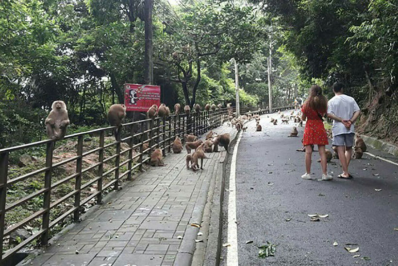 Russian tourist bitten by a monkey on To Sae Hill, Phuket town | News by The Thaiger