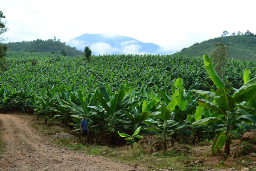 Burmese migrants are chasing months of back-pay from Chiang Rai plantation