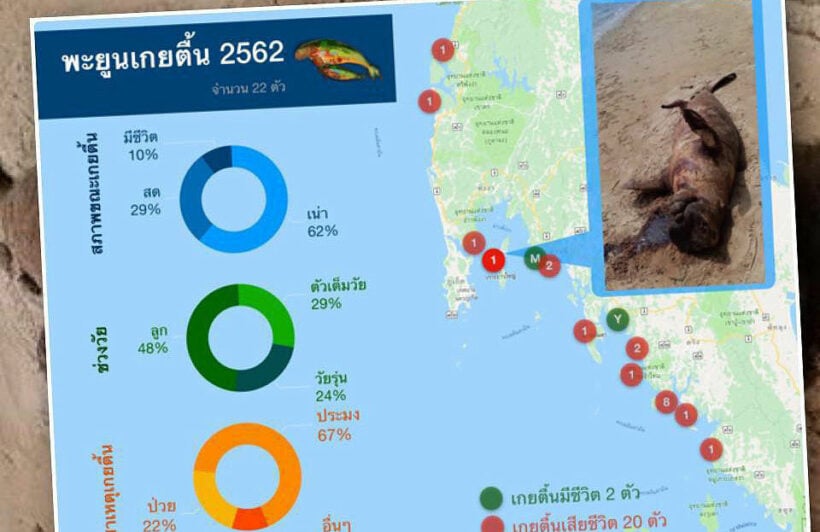 Another dugong found dead on Koh Yao Noi, Phang Nga Bay