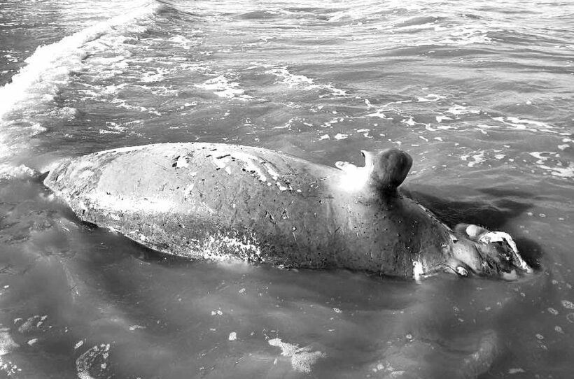 23rd dead dugong found off Krabi for 2019