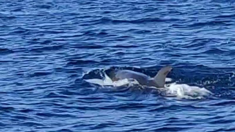 False killer whales spotted off Phang Nga