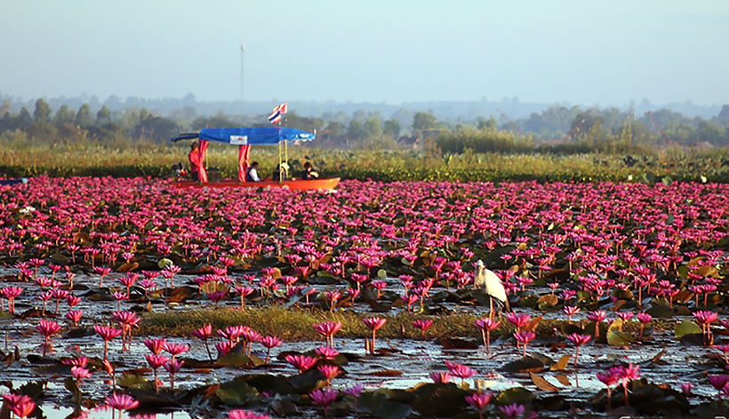 Tourists head to the spectacular Red Lotus Lake in Udon Thani