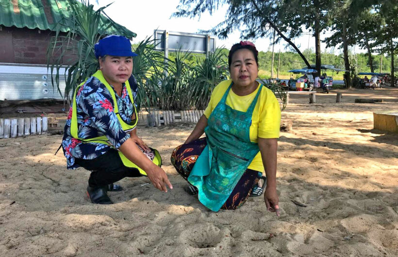 Mother cat and 4 kittens poisoned at Sai Kaew Beach, Phuket