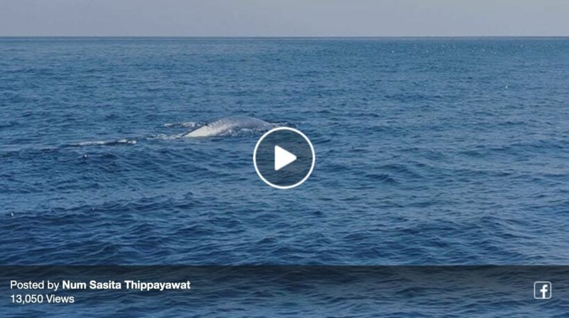 Whale spotted near Similan Islands – VIDEO