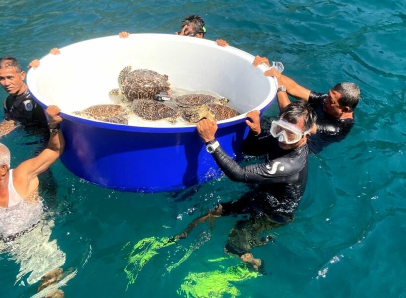 Turtle release at Maya Bay to commemorate the 15th anniversary of the Tsunami | News by Thaiger