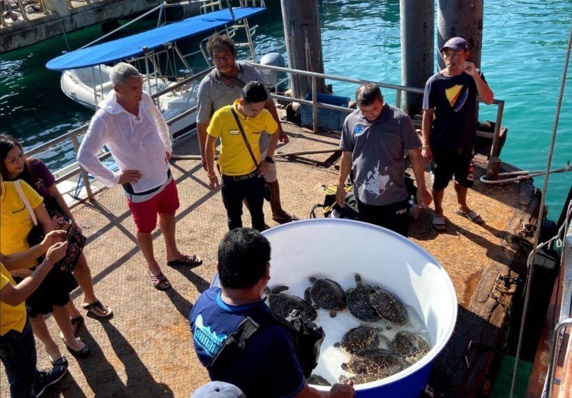 Turtle release at Maya Bay to commemorate the 15th anniversary of the Tsunami | News by Thaiger