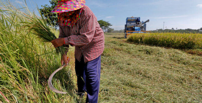 Worst drought in 40 years means tough times for Thais