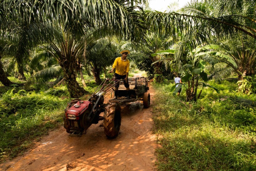 A Krabi palm plantation returned as a community forest. Protesters want more.