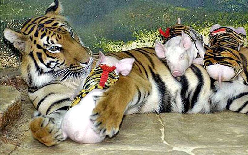 Tiger and piglet shows discontinued at Sriracha zoo