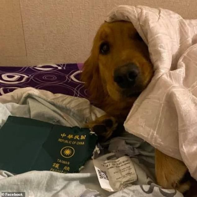 Bị chó cưng cắn hộ chiếu, cô gái thoái dịch virus corona | News by Thaiger