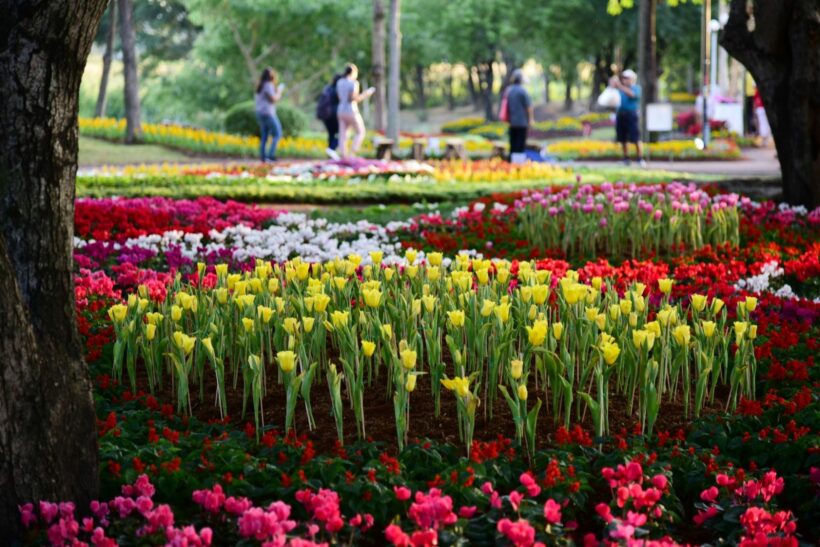 Record numbers flock to Khon Kaen flower festival