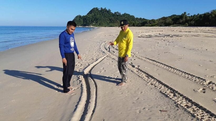 Turtle egg thieves raid a leatherback turtle nest in Phang-nga