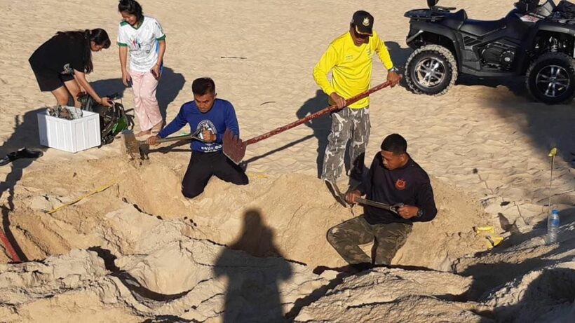 Turtle egg thieves raid a leatherback turtle nest in Phang-nga | News by Thaiger