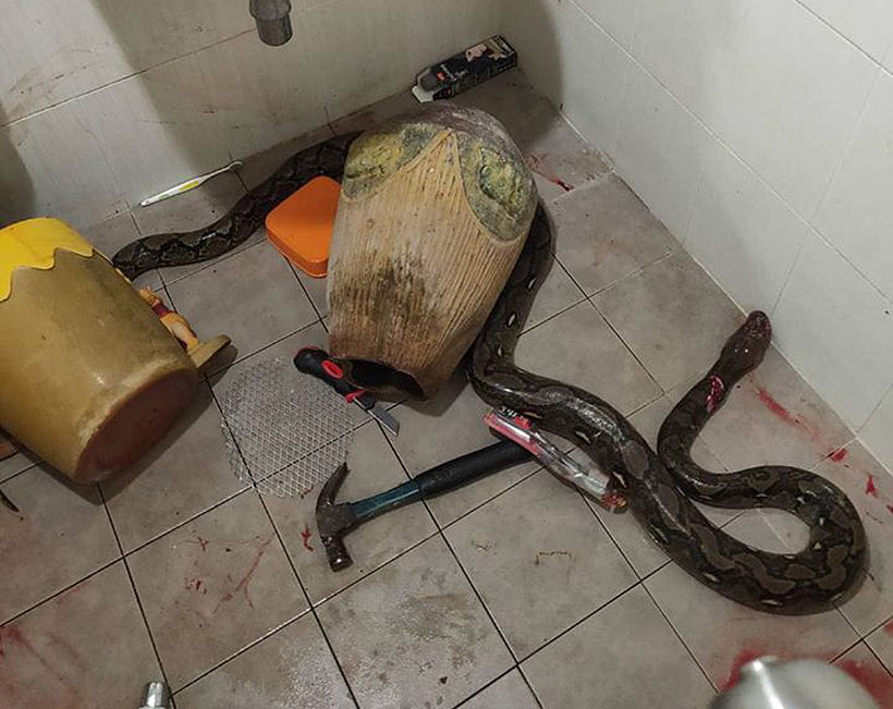 Central Thailand woman battles snake that appears from the toilet