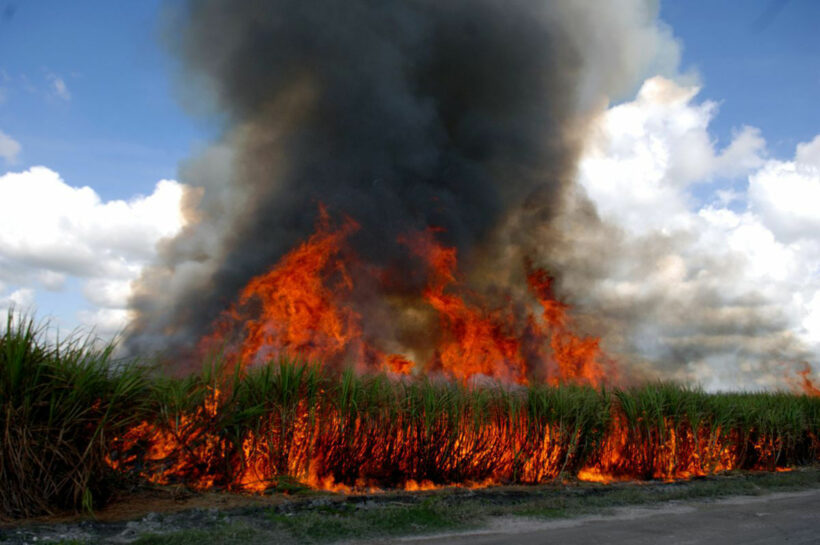 Central Thailand farmers ignore orders to stop burning off their sugar cane