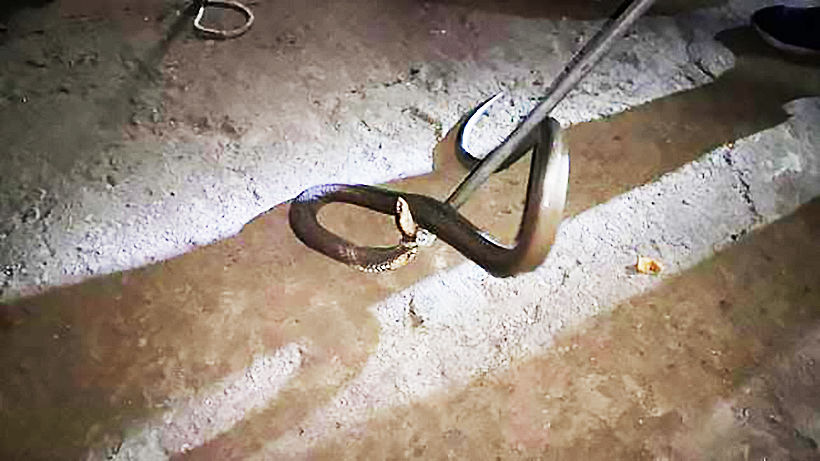 Chon Buri resident finds large king cobra in home