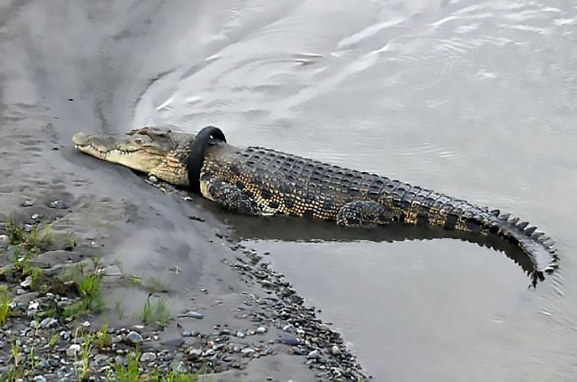 Indonesian authorities offer reward for getting tyre off crocodile