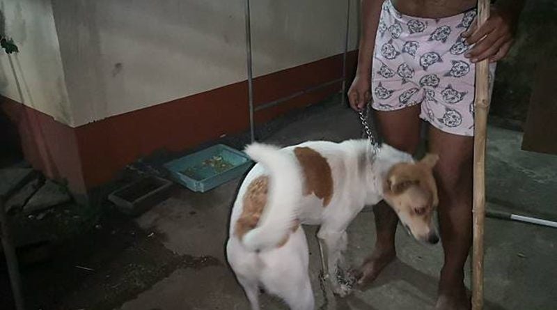 Barking dog alerts owner about visiting cobra | News by Thaiger