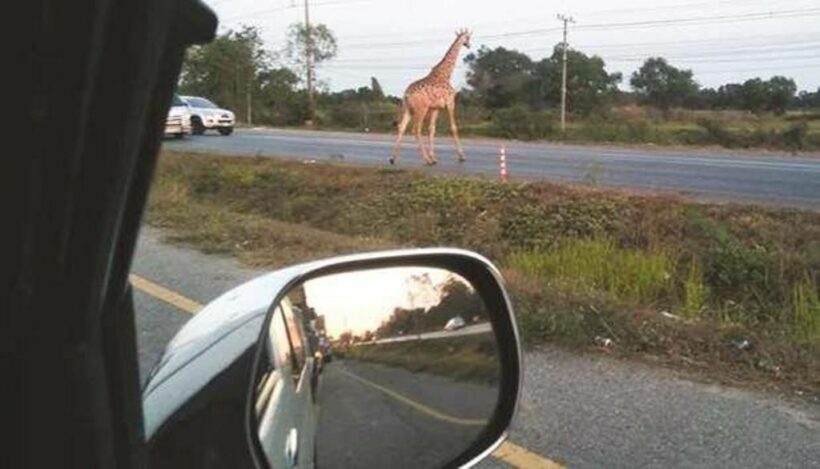 Giraffe on the run after escaping from truck