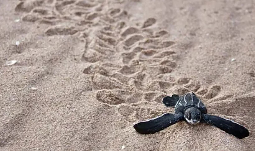 The year’s first leatherback turtle hatchling emerges in Phang Nga