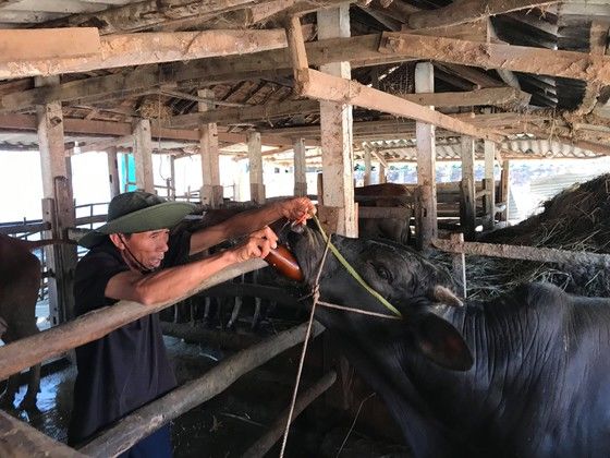 Quảng Ngãi: Người nuôi lo lắng vì bò chết trước Tết | News by Thaiger