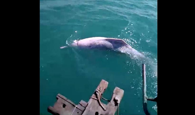 Fishermen catch albino dolphins on video playing in the Gulf of Thailand