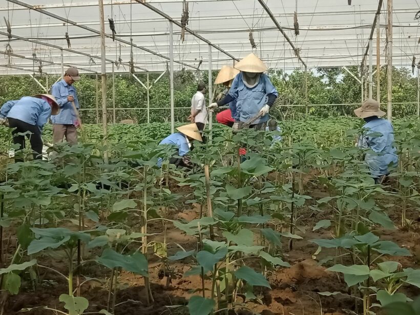 Vườn hoa hướng dương độc nhất vô nhị ở xứ Thanh | News by Thaiger