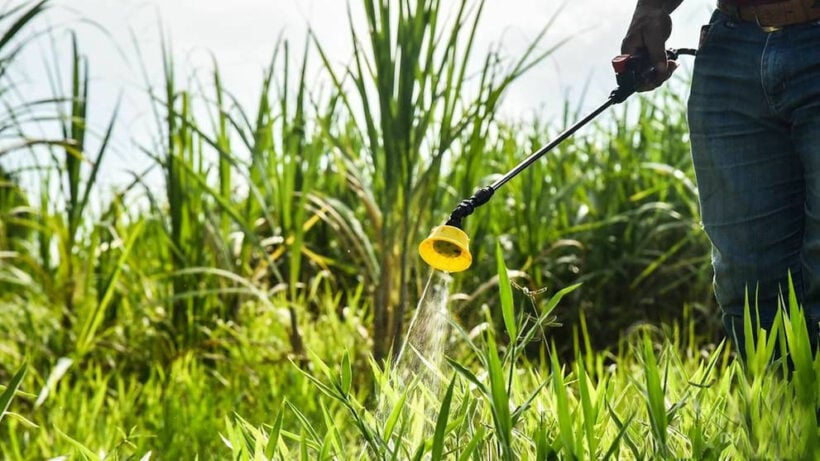 Online app will enable volunteers to monitor Thailand’s ‘hazardous’ farm chemicals