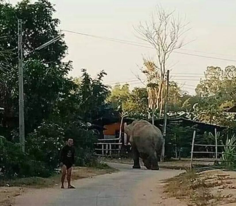 อย่างกับในหนัง ช้างวิ่งเข้าหมู่บ้านคน | The Thaiger