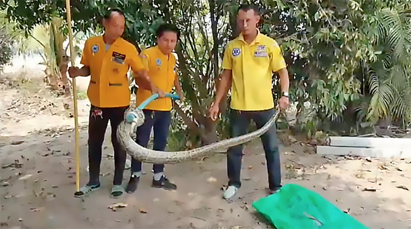 20 kilogram python caught after dog gives warning in Sri Racha